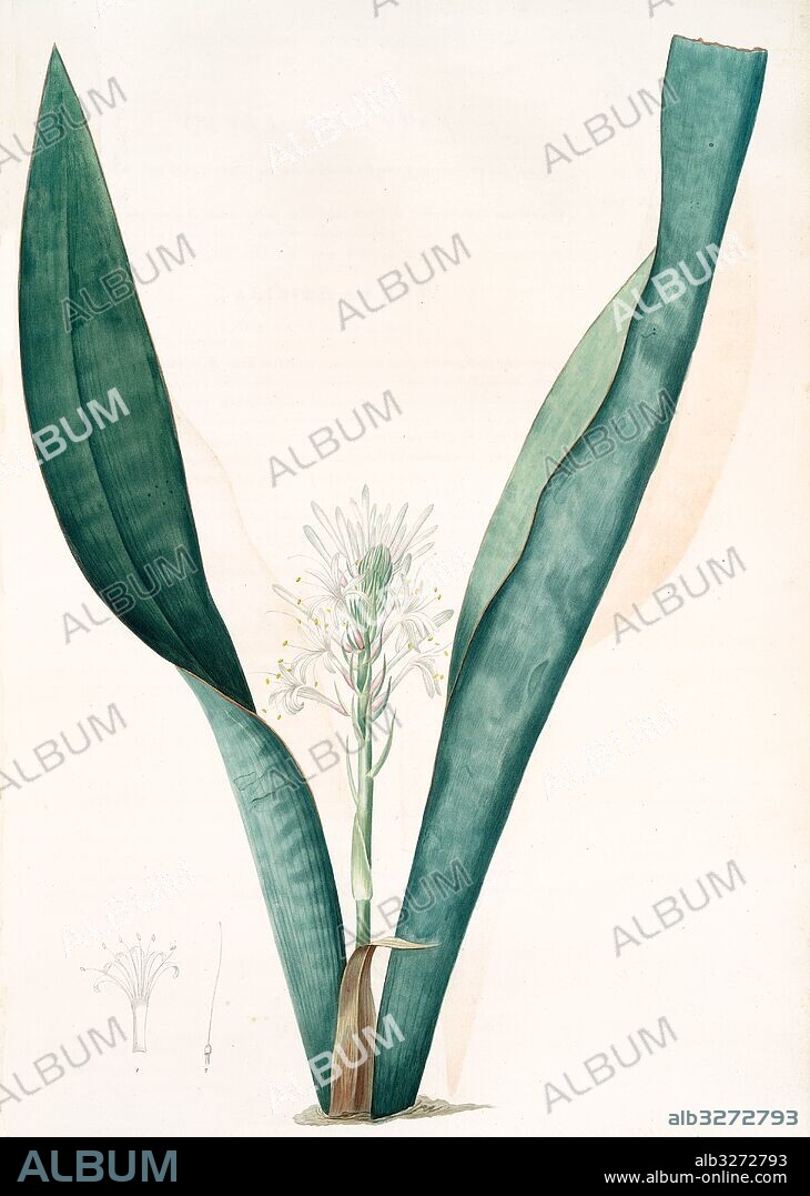 Sanseviera guineensis, Sansevieria thyrsiflora; Sansviera de Guinée, African hemp, Redouté, Pierre Joseph, 1759-1840, les liliacees, 1802 - 1816.