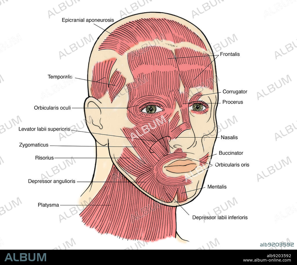 Illustration of Facial Muscles