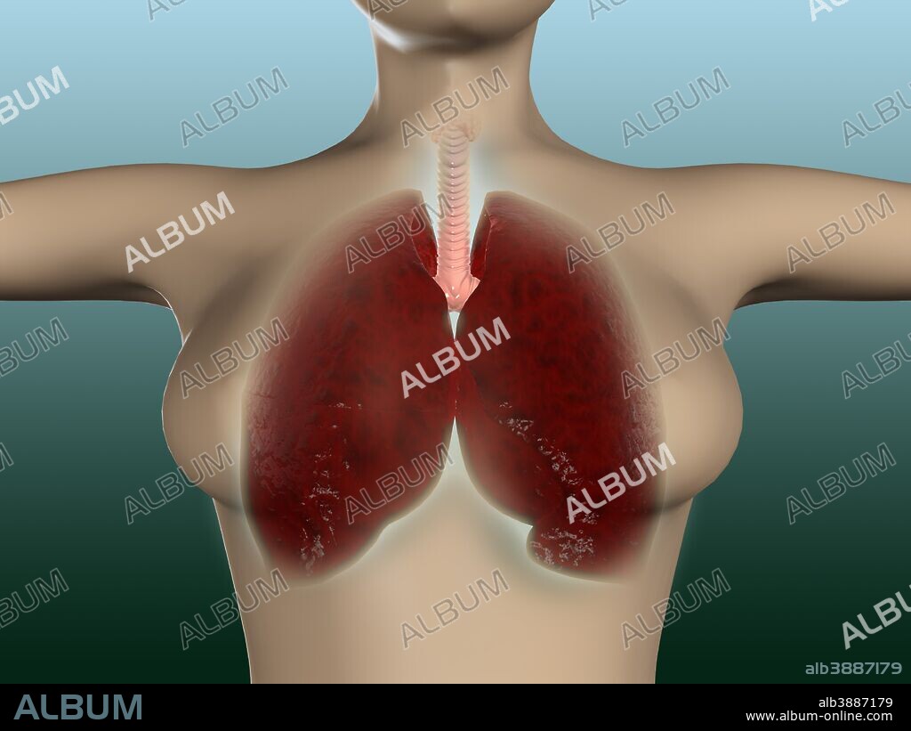 Conceptual image of female body with lungs.