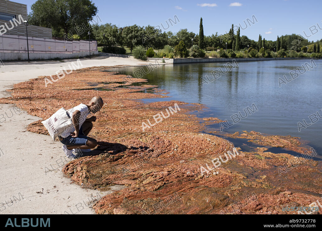 Madrid, 30/08/2020. El lago del parque Pradolongo en Usera aparece lleno de algas. Foto: Isabel Permuy. ARCHDC.
