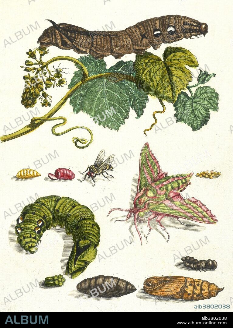 Elephant Hawk Moth (Deilephila elpenor) metamorphosis. Illustration by Maria Sibylla Merian (1647-1717) from her book "Metamorphosis insectorum Surinamensium (Insects of Surinam)." Maria Sibylla Merian was a German-born naturalist and scientific illustrator. After living in the Dutch colony of Surinam for two years, she published her major work, Insects of Surinam, in 1705, for which she became famous. Because of her careful observations and documentation of the metamorphosis of the butterfly, she is considered among the most significant contributors to the field of entomology. Merian was one of the first naturalists to observe insects directly. The pursuit of her work in Surinam was an unusual endeavor, especially for a woman. Scientific expeditions at this period of time were not common, and Merian's unofficial, self-funded expedition raised many eyebrows. She succeeded, however, in discovering a whole range of previously unknown animals and plants in the interior of Surinam.