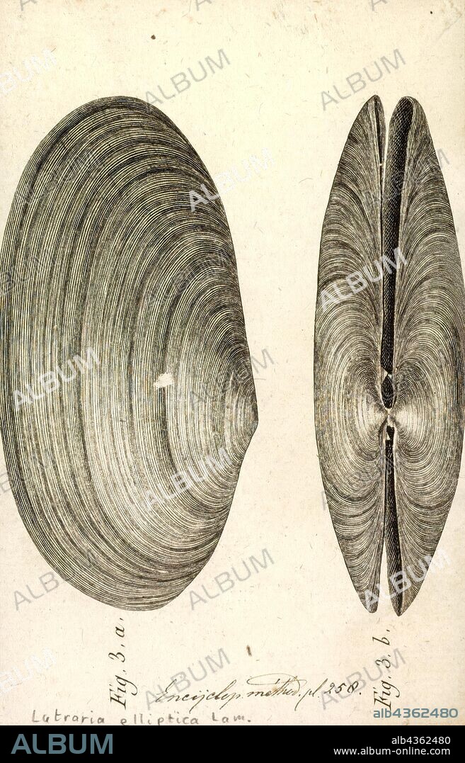 Lutraria elliptica, Print, Lutraria lutraria is a species of large marine bivalve mollusc in the family Mactridae. Its common names include the otter shell and the common otter shell. It occurs in coastal regions of the north east Atlantic Ocean where it lives buried in the sand.