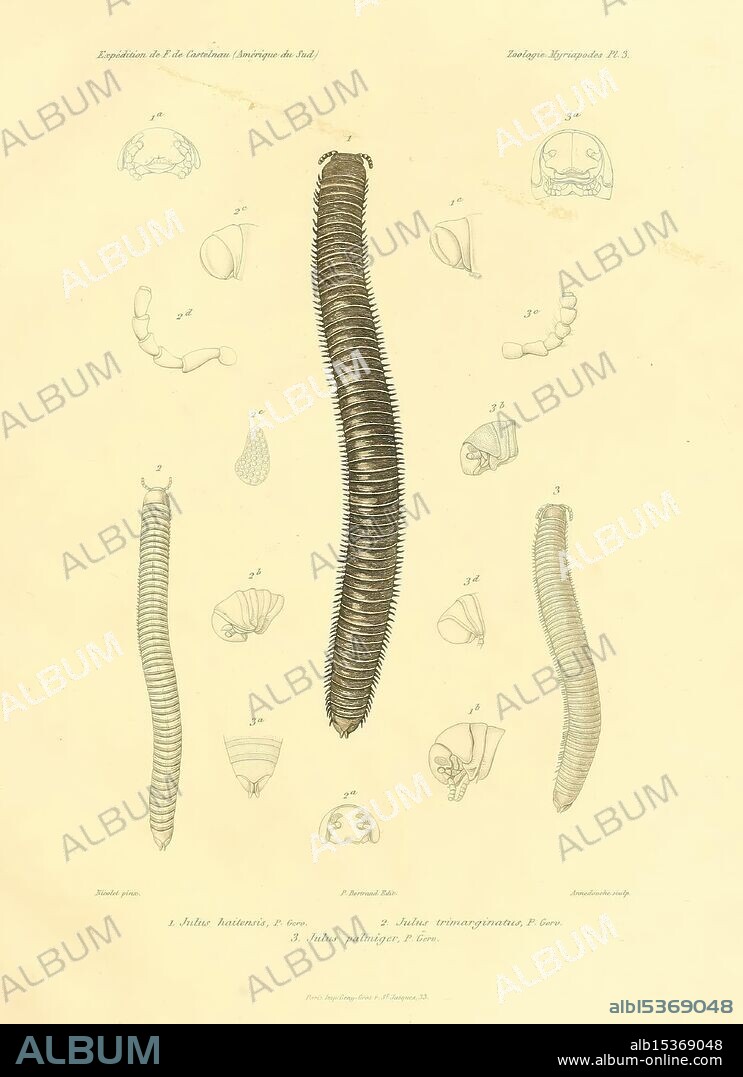 Expédition dans les parties centrales de l'Amérique du Sud Paris, Chez P. Bertrand, 1850-1859., The illustration presents a detailed study of various species of annelids, showcasing their distinctive anatomical features. The central focus is on a long, segmented organism, potentially representing a type of polychaete or earthworm. Surrounding this central figure are several labeled illustrations, each highlighting specific characteristics such as body segments, appendages, and head structures. These annotations provide insights into the morphology of different species, facilitating an understanding of their classification and evolutionary relationships. The overall composition illustrates the diversity within the annelid phylum, serving as an educational reference for entomology and biological sciences.