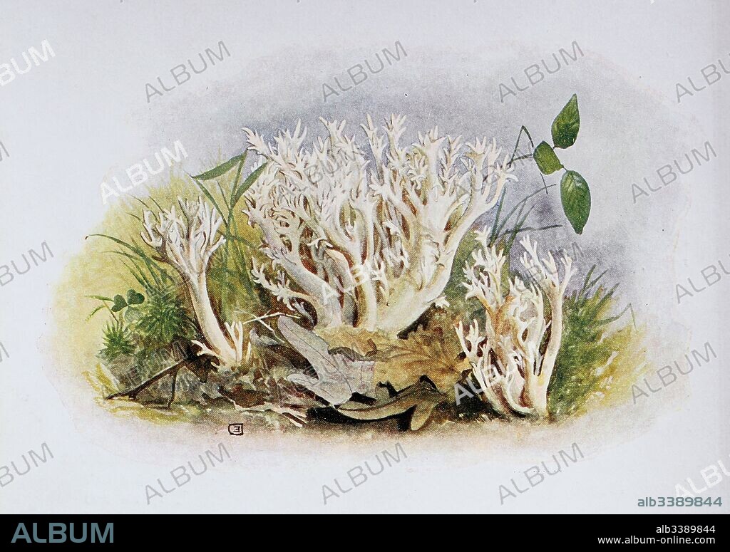 Clavulina cristata, commonly known as the white coral fungus or the crested coral fungus, Clavaria cristata, digital reproduction of an ilustration of Emil Doerstling (1859-1940).