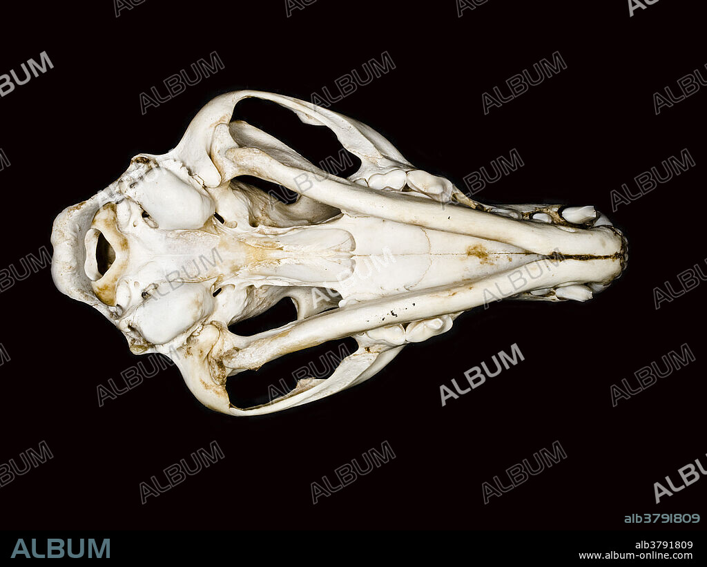 Bottom view of the skull of a red fox (Vulpes vulpes).