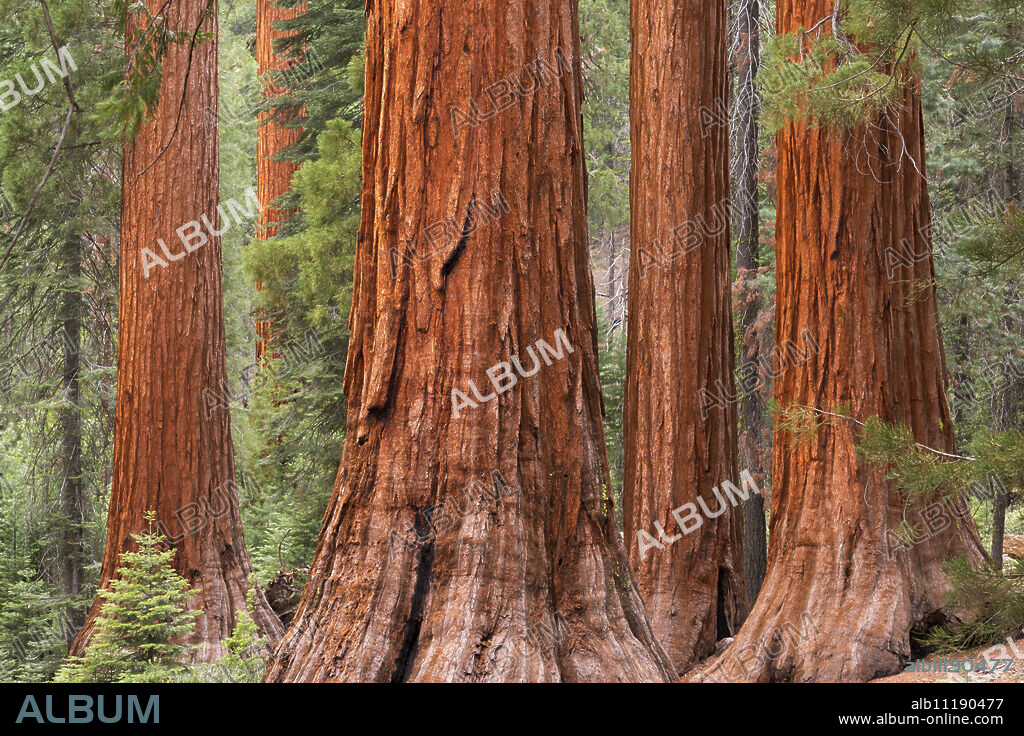 Bachelor and Three Graces Sequoia tress in Mariposa Grove, Yosemite National Park, UNESCO World Heritage Site, California, United States of America, North America.
