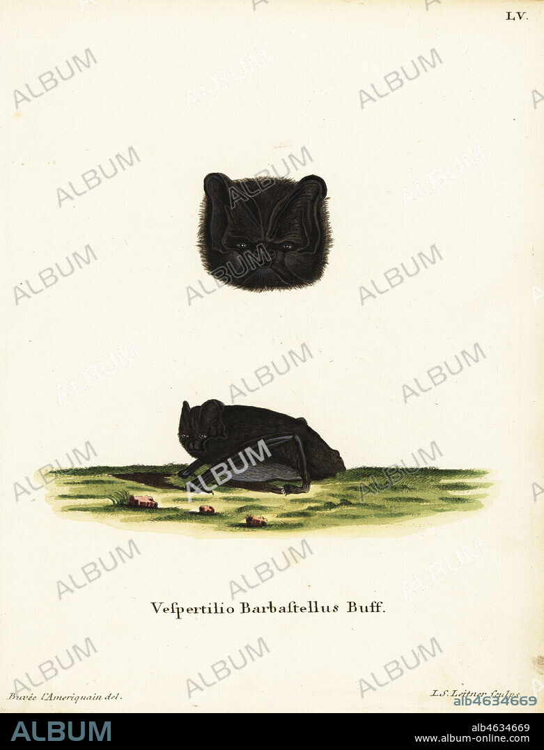 Western barbastelle, Barbastella barbastellus. Near threatened. Vespertilio barbastellus Linn. Handcoloured copperplate engraving by Johann Sebastian Leitner after an illustration by Jacques Buvee l'Ameriquain from Johann Christian Daniel Schreber's Animal Illustrations after Nature, or Schreber's Fantastic Animals, Erlangen, Germany, 1775.