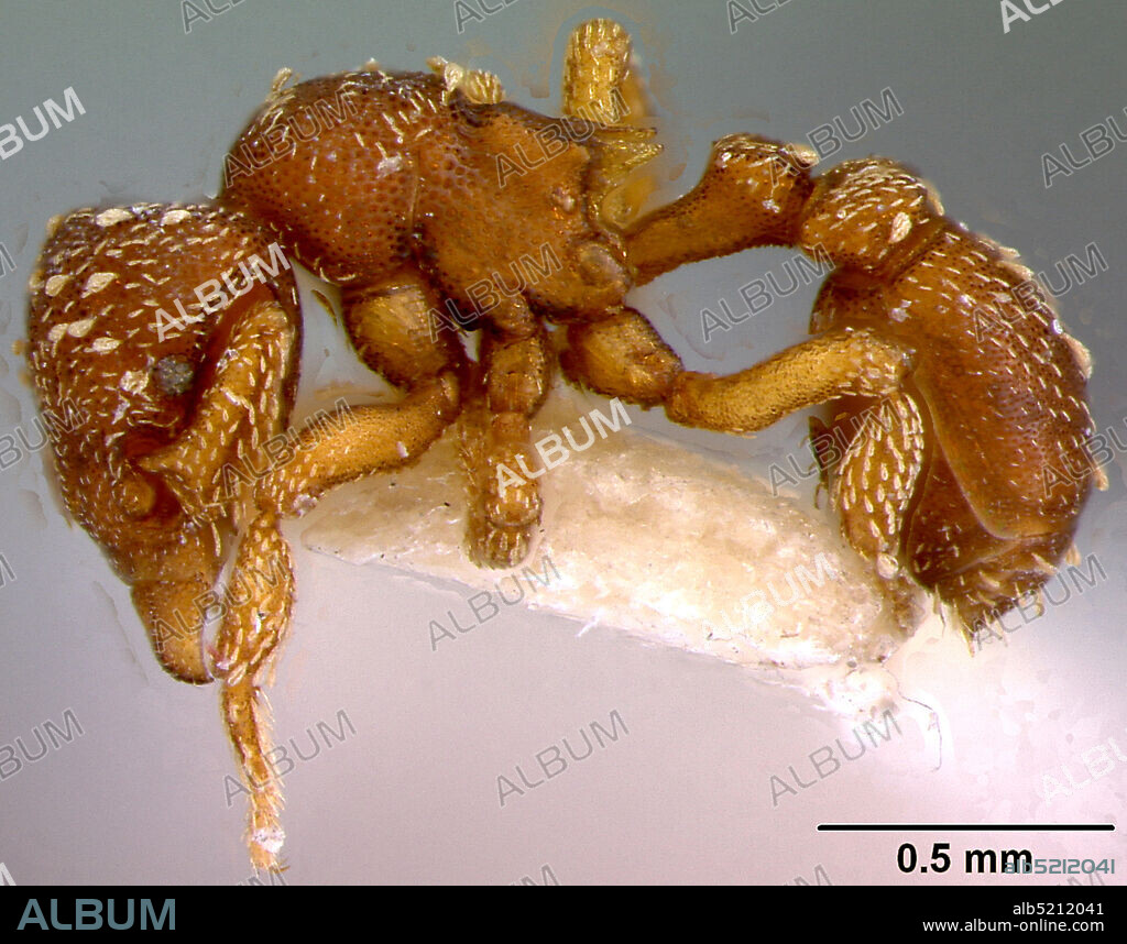 La Ceiba, Honduras, Rhopalothrix amoena Mann, 1922, Animalia, Arthropoda, Insecta, Hymenoptera, Formicidae, Myrmicinae.