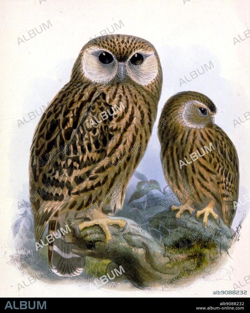 Laughing Owls. Extinct Birds by Errol Fuller page 162. A study of the world's recently extinct bird species with colour and black and white illustrations.