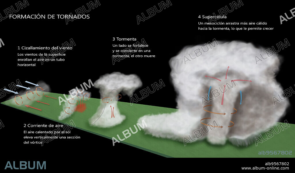 Illustration of the formation of a tornado. (1) A wind shear forms; surface winds roll air into a horizontal tube. (2) Updraft; Sun warmed air lifts a section of the vortex vertically. (3) A storm forms; one side of the vortex becomes stronger and forms into a thunderstorm, while the other side dies. (4) Supercell; A mesocyclone pulls more warm air up into the storm, allowing it to grow. The spin then intensifies and a rotating column of air will break through the wall cloud and hit the ground.