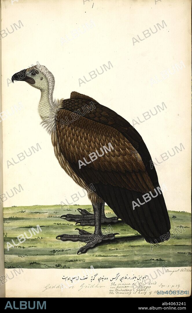 ANON. White-Rumped Vulture. â€˜Gyps bengalensisâ€™ Original inscriptions: â€˜Giddh or Griddha. The name of this bird in Persian is Kurgis, in Hindostany â€“ Gurrd. The Drawing is half of the natural size.â€™ [In nastaliq and English] â€˜Bengal Vulture. Wellesley Albums. 1798 - 1805. Watercolour. Source: NHD 29/1.