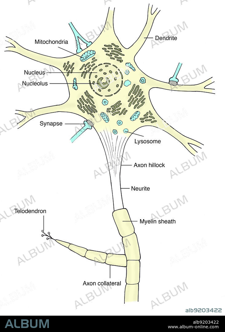 Illustration of a motor neuron, showing mitochondria, dendrites, nucleus, nucleolus, synapses, lysosomes, granular endoplasmic reticulum, axon hillock, neurite, perikaryon (initial segment), myelin sheath, axon collateral, and telodendron. A motor neuron (or motoneuron) is a neuron whose cell body is located in the spinal cord and whose fiber (axon) projects outside the spinal cord to directly or indirectly control effector organs, mainly muscles and glands. Motor neurons' axons are efferent nerve fibers that carry signals from the spinal cord to the effectors to produce effects. Types of motor neurons are alpha motor neurons, beta motor neurons, and gamma motor neurons.