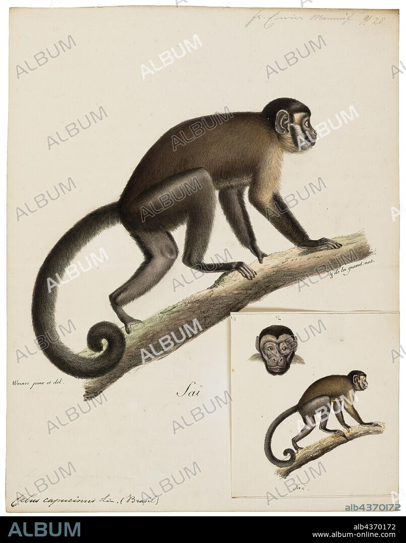 Cebus capucinus, Print, The Colombian white-faced capuchin (Cebus capucinus), also known as the Colombian white-headed capuchin or Colombian white-throated capuchin, is a medium-sized New World monkey of the family Cebidae, subfamily Cebinae. It is native to the extreme eastern portion of Panama and the extreme north-western portion of South America in western Colombia and northwestern Ecuador., 1818-1842.