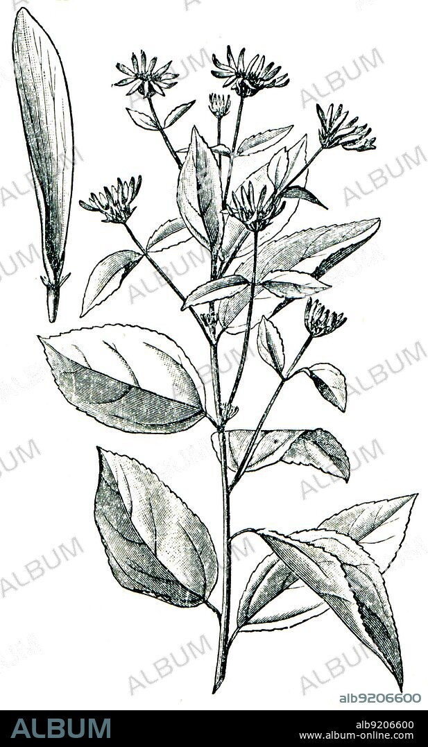 Jerusalem artichoke also called the sunroot, sunchoke, earth apple or topinambour - Helianthus tuberosus. Forage plants - serie of ilustration from the encyclopedia publishers 'Education', St. Petersburg, Russian Empire, 1896.