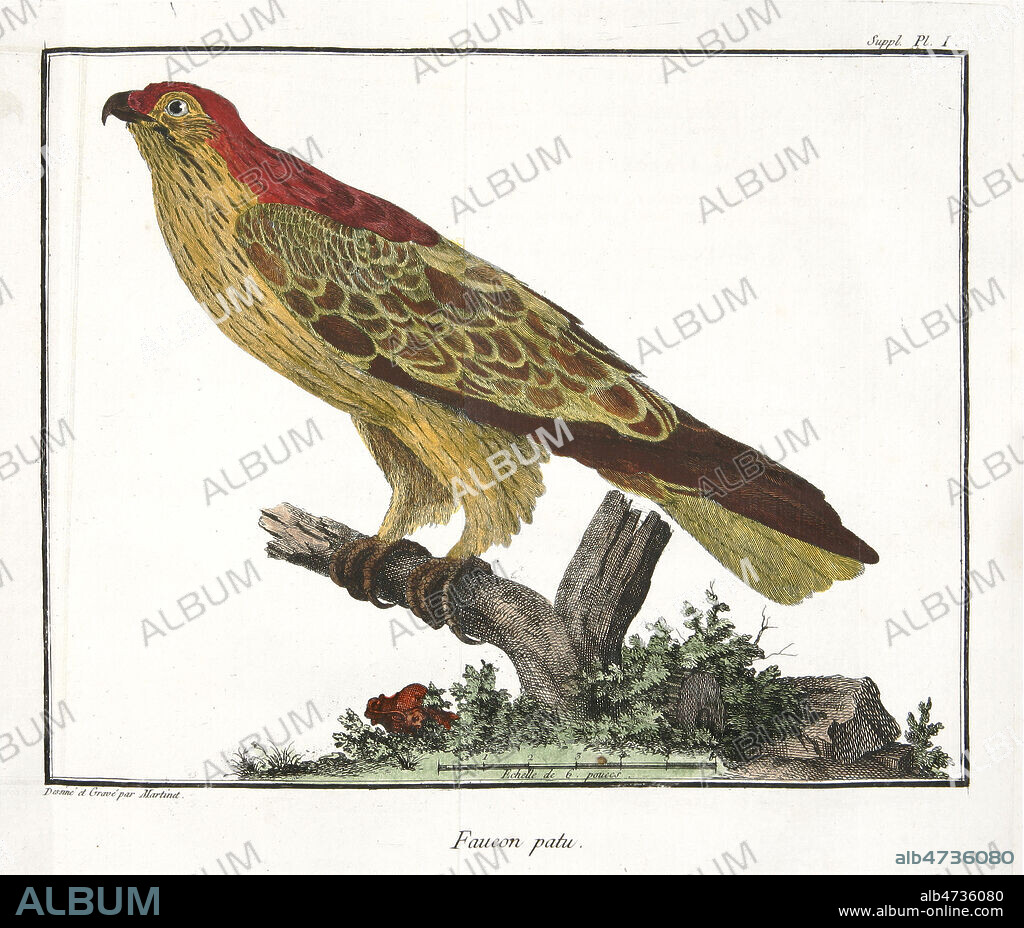 Faucon patu. Planche de zoologie illustree en 1760 par Francois-Nicolas MARTINET (1731-1792) pour Ornithologie de Mathurin Jacques BRISSON (1723-1806). Edition originale, 18eme siecle Credit : MIGNY / KHARBINE-TAPABOR.