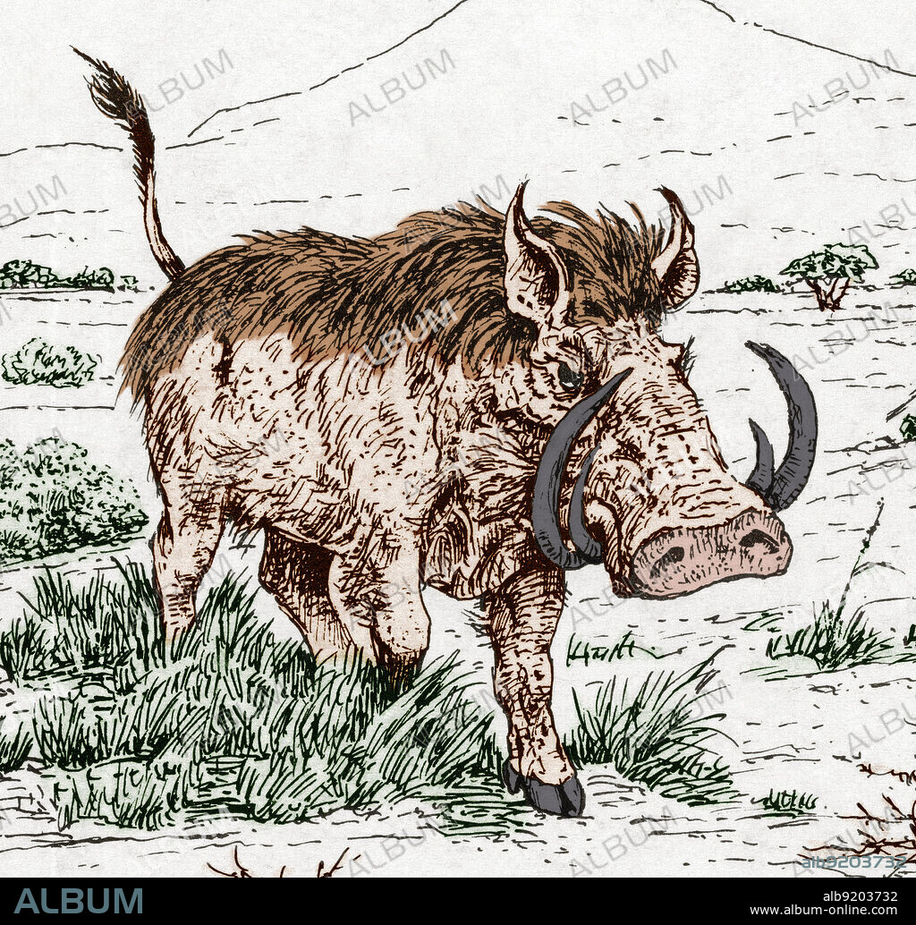 Illustration of the extinct genus notochoerus from the suidae (pig) family.