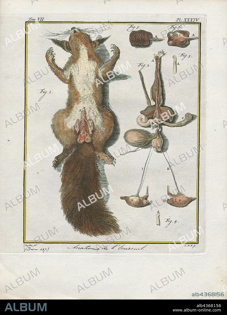 Sciurus vulgaris, Print, The red squirrel or Eurasian red squirrel (Sciurus vulgaris) is a species of tree squirrel in the genus Sciurus common throughout Eurasia. The red squirrel is an arboreal, omnivorous rodent., reproductive organs.