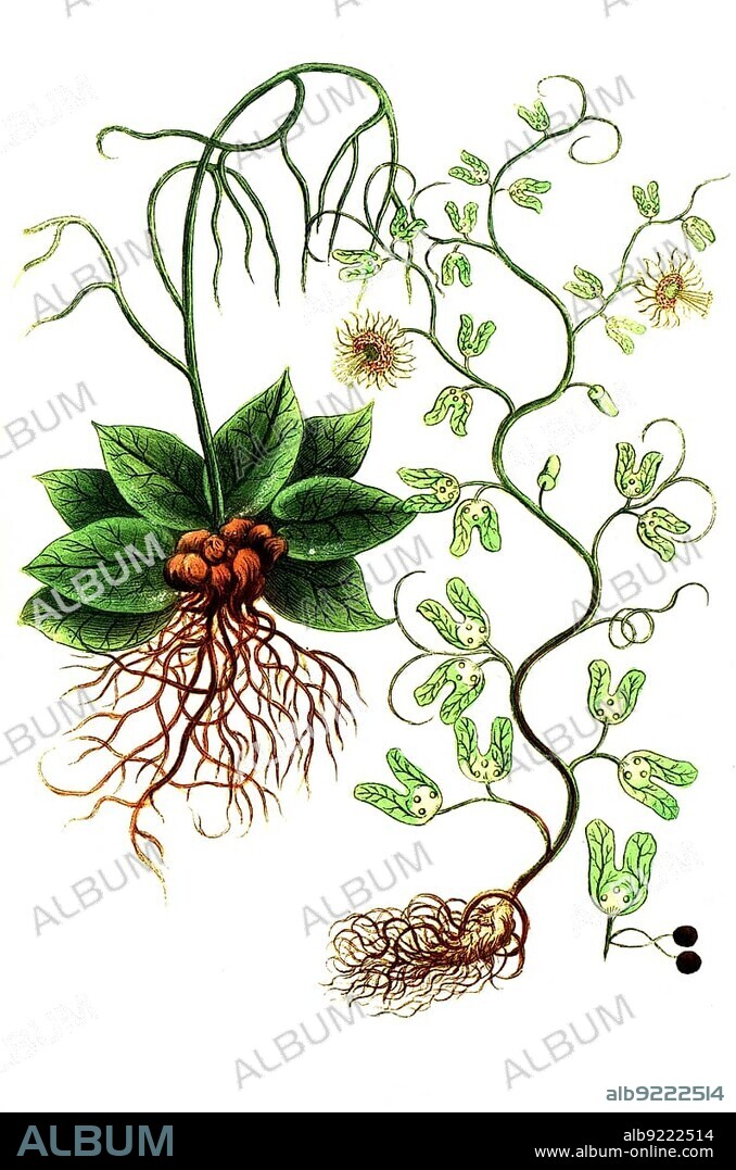 Botany, Plant, Contrayerva americanam viperine, Contrayerva or Contrajerva is the medicinal rhizome of various tropical Central American and South American Dorstenia species in the family Moraceae, mainly Dorstenia contrajerva, Historic, digitally restored reproduction from an 18th century original.