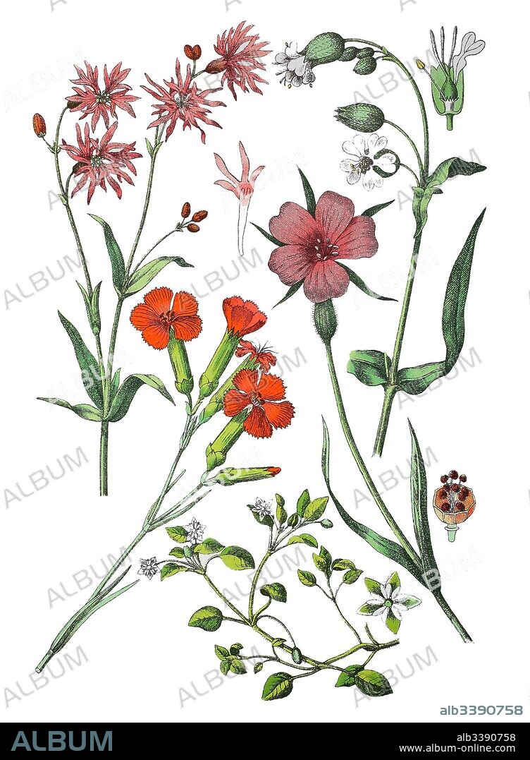 Ragged-Robin, Lychnis flos-cuculi (left top), carnation or clove pink, Dianthus caryophyllus (bottem left), chickweed, Stellaria media (bottem center), bladder campion, Silene vulgaris (top right), common corn-cockle, Agrostemma githago (bottem right).