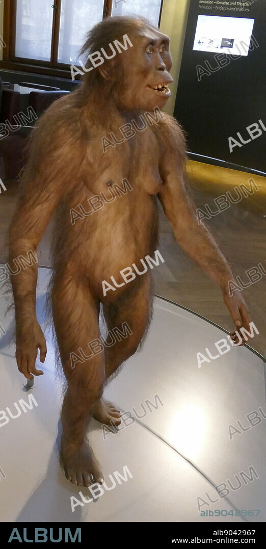 Reconstruction of an Australopithecus Afarensis (Southern ape from Afar), an extinct hominin that lived between 3.9 and 2.9 million years ago. A. Afarensis was slender built, like the younger Australopithecus africanus. Thought to be more closely related to the genus Homo (which includes the modern human species Homo sapiens). From Hadar, Ethiopia. Dated 3 Million Years BC.