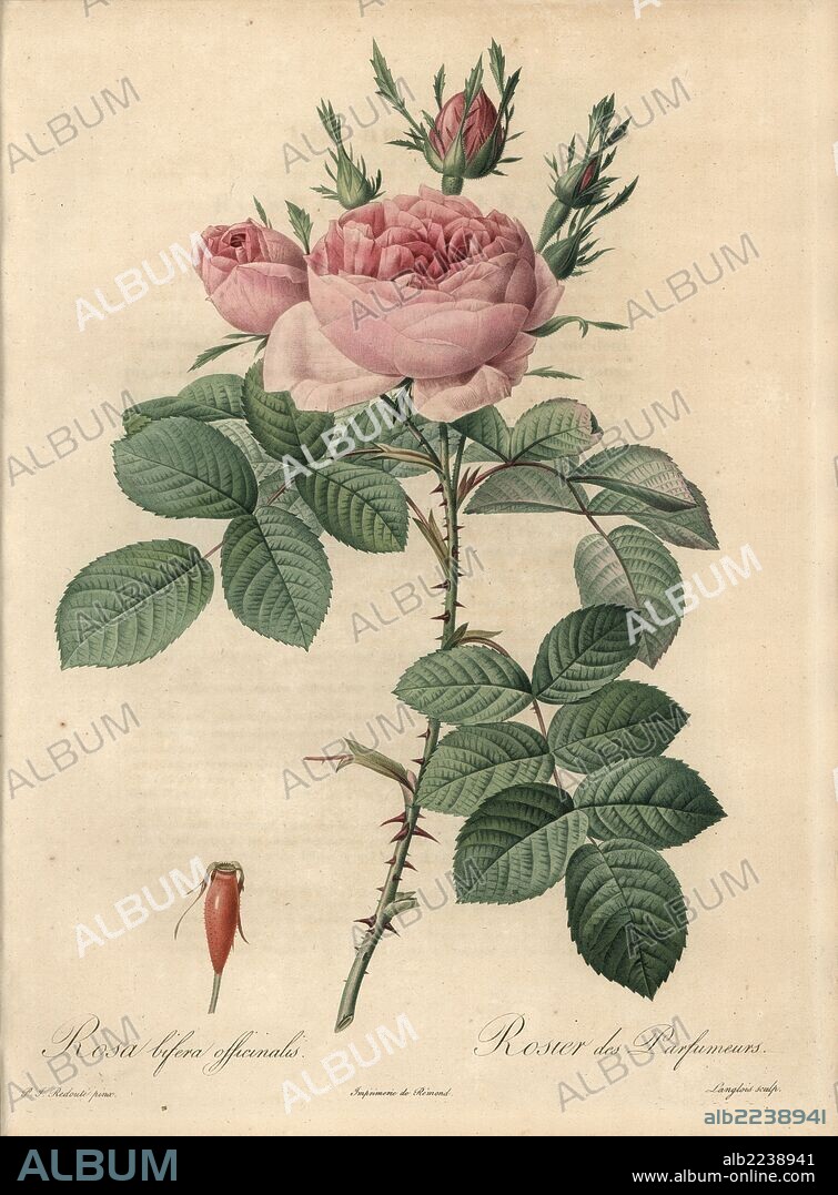 Autumn Damask rose, Rosa damascena var. bifera (Rosa bifera officinalis). Handcoloured stipple copperplate engraving by Langlois after an illustration by Pierre-Joseph Redoute from "Les Roses," Firmin Didot, Paris, 1817.
