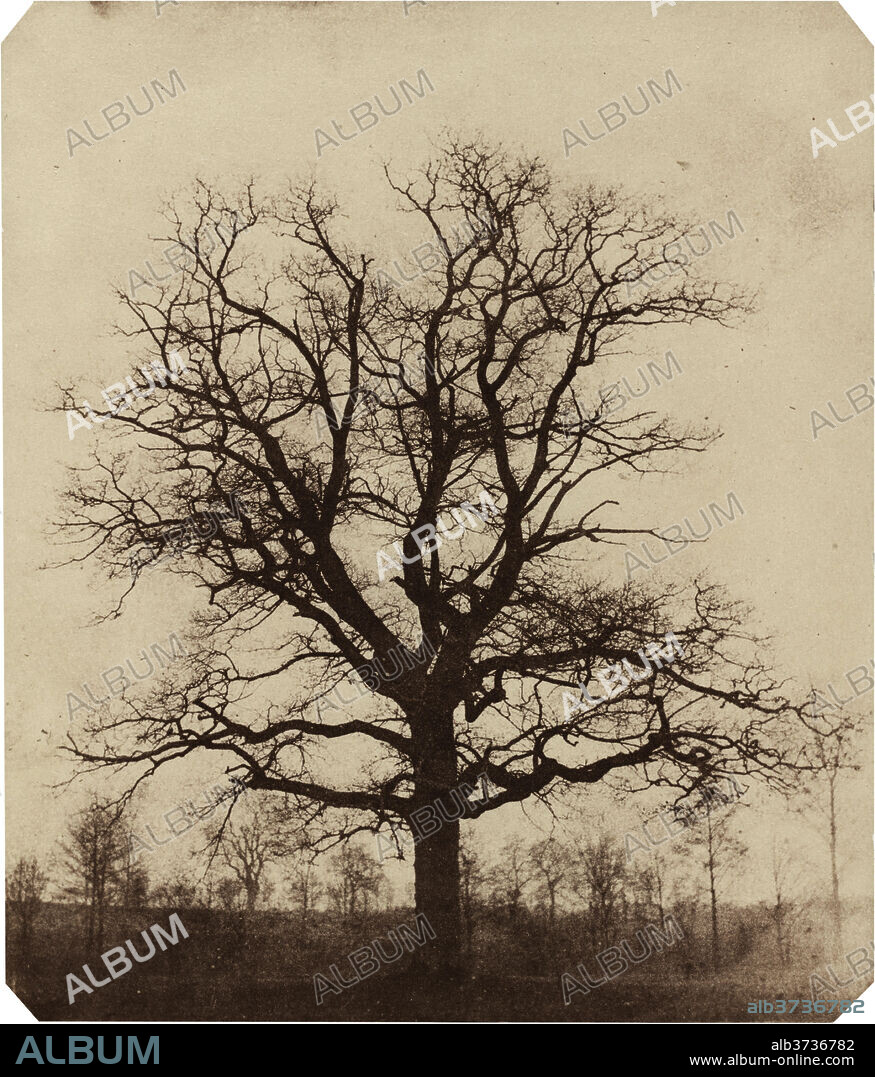 WILLIAM HENRY FOX TALBOT. Oak Tree. Dated: mid 1840s. Dimensions: sheet: 22.5 x 18.7 cm (8 7/8 x 7 3/8 in.). Medium: salted paper print from a paper negative.