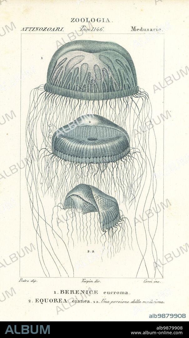 Naked-eye medusa jellyfish, Berenix euchroma 1 and crystal jelly, Aequorea cyanea 2. Handcoloured copperplate stipple engraving from Antoine Laurent de Jussieu's Dizionario delle Scienze Naturali, Dictionary of Natural Science, Florence, Italy, 1837. Illustration engraved by Corsi, drawn by Jean Gabriel Pretre and directed by Pierre Jean-Francois Turpin, and published by Batelli e Figli. Turpin (1775-1840) is considered one of the greatest French botanical illustrators of the 19th century.