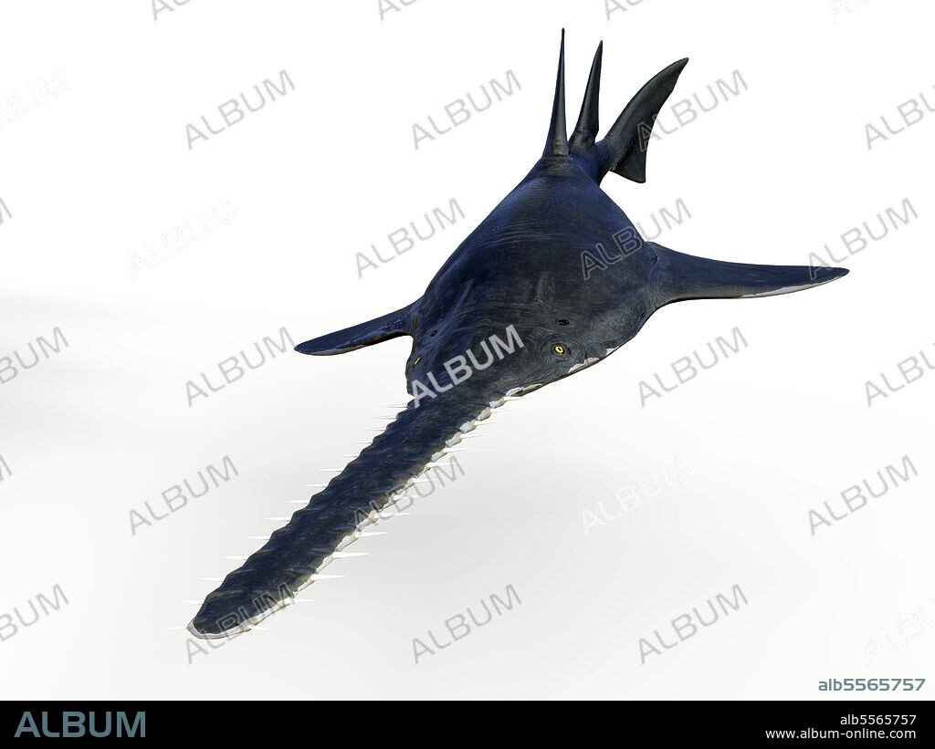 Onchopristis prehistoric sawfish, front view on white background. Onchopristis is an extinct predatory sawfish that lived in the seas of North America and North Africa during the Cretaceous Period.