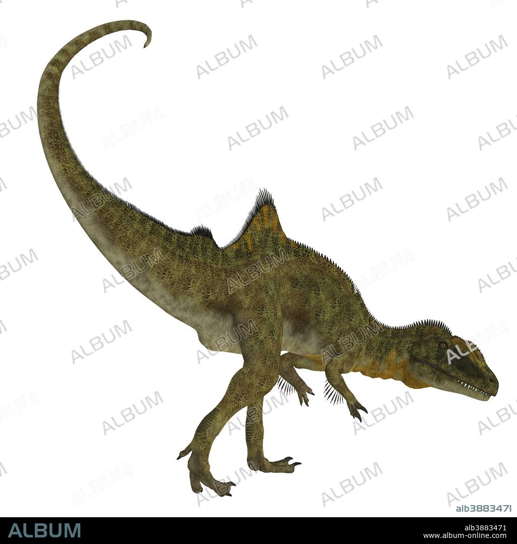 Concavenator dinosaur on white background. Concavenator was a carnivorous theropod dinosaur that lived in Spain during the Cretaceous Period.
