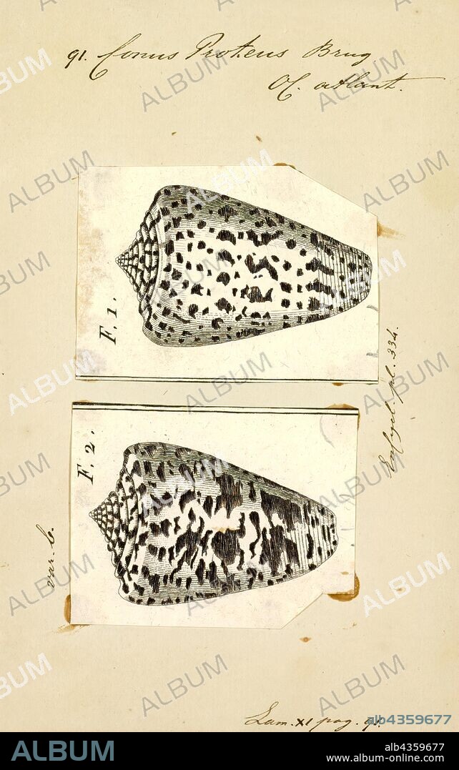 Conus proteus, Print, Fossil Conus pelagicus from the Pliocene of Cyprus. Conus is a genus of predatory sea snails, or cone snails, marine gastropod mollusks in the family Conidae. Prior to 2009, cone snail species had all traditionally been grouped into the single genus Conus. However, Conus is now more precisely defined, and there are several other accepted genera of cone snails. For a list of the currently accepted genera, see Conidae.