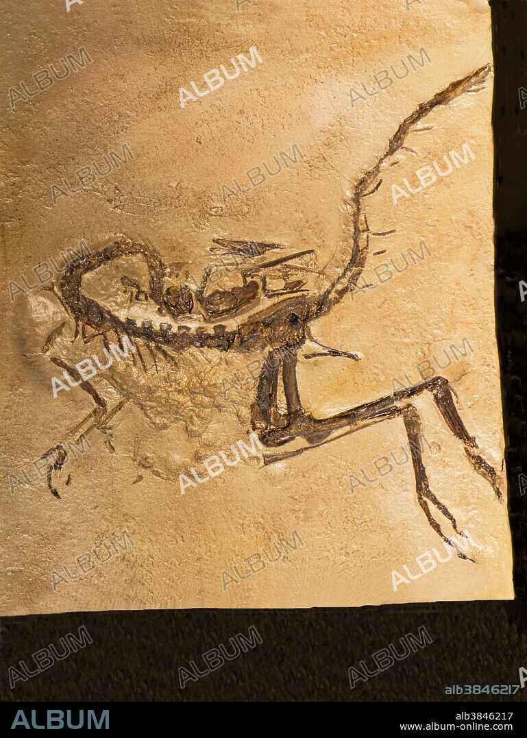 Compsognathus Longipes. Rocky Mountain Dinosaur Resource Center. Woodland Park, Colorado.
