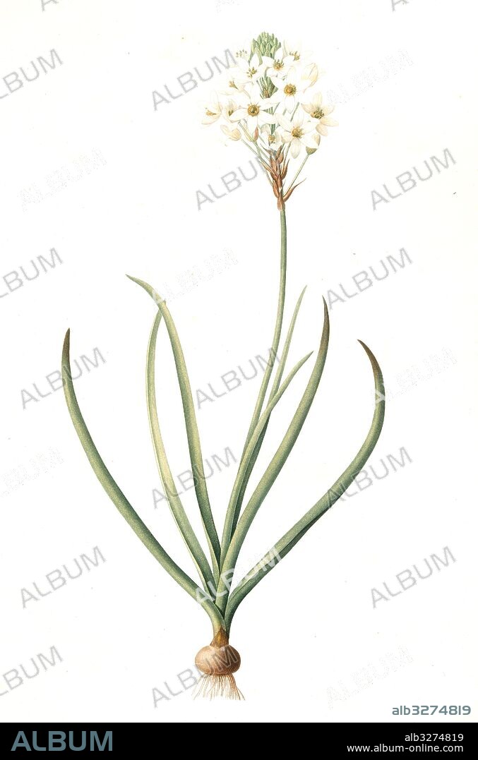 Ornithogalum arabicum, Ornithogale d'Arabie, Star of Bethlehem, Redouté, Pierre Joseph, 1759-1840, les liliacees, 1802 - 1816.