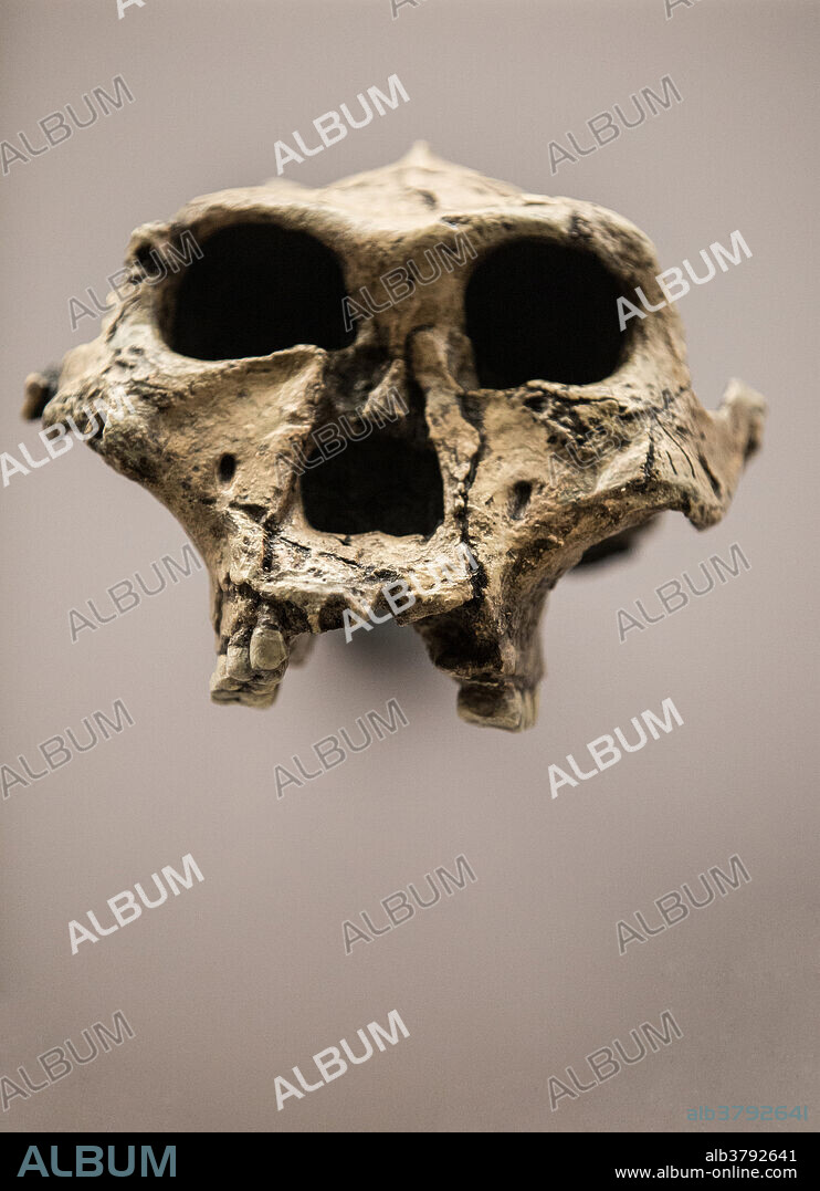 Skull of Paranthropus robustus, an early hominin, found in Swartkrans, South Africa and dating to about 1.8 million years old. Specimen number: SK48.