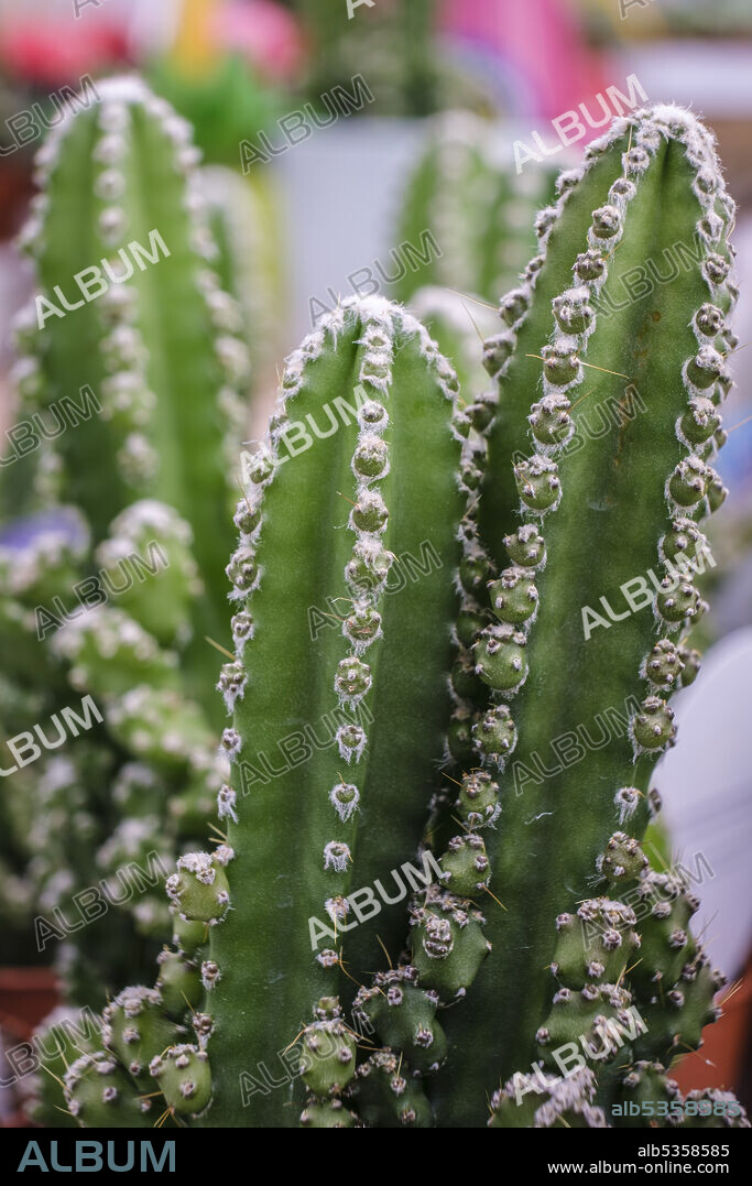 cactus for computer, Cereus uruguayanus, Mallorca, Balearic Islands, Spain.
