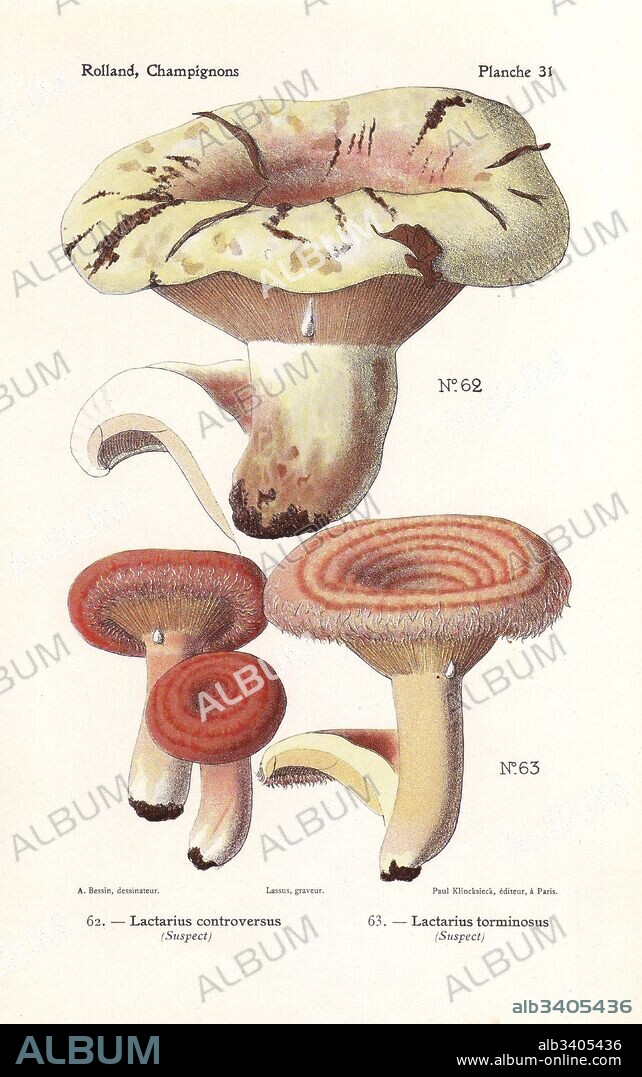 Milkcap mushroom, Lactarius controversus, and woolly milkcap, Lactarius torminosus. Chromolithograph by Lassus after an illustration by A. Bessin from Leon Rolland's Guide to Mushrooms from France, Switzerland and Belgium, Atlas des Champignons, Paul Klincksieck, Paris, 1910.