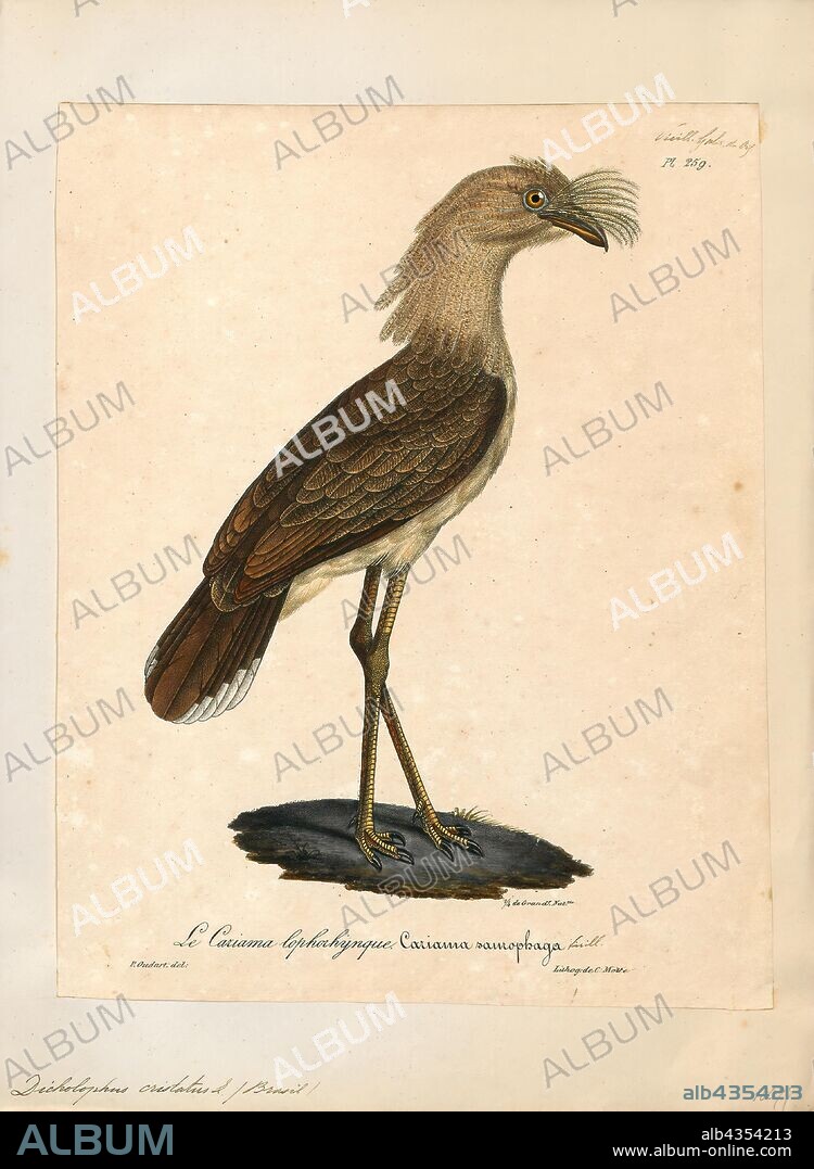 Cariama cristata, Print, The red-legged seriema (Cariama cristata), or crested cariama, is a mostly predatory terrestrial bird in the seriema family (Cariamidae), included in the Gruiformes in the old paraphyletic circumscription, but increasingly placed in a distinct order Cariamiformes (along with three extinct families). The red-legged seriema inhabits grasslands from Brazil south of the Amazon to Uruguay and northern Argentina. It is estimated that its range covers an area of 5.9 million sq km, although it is not found everywhere in this region. The species is absent from the Mata Atlântica and planalto uplands along the coast of Brazil. Like the black-legged seriema, farmers often use them as guard animals to protect poultry from predators and sometimes human intruders., 1825-1834.