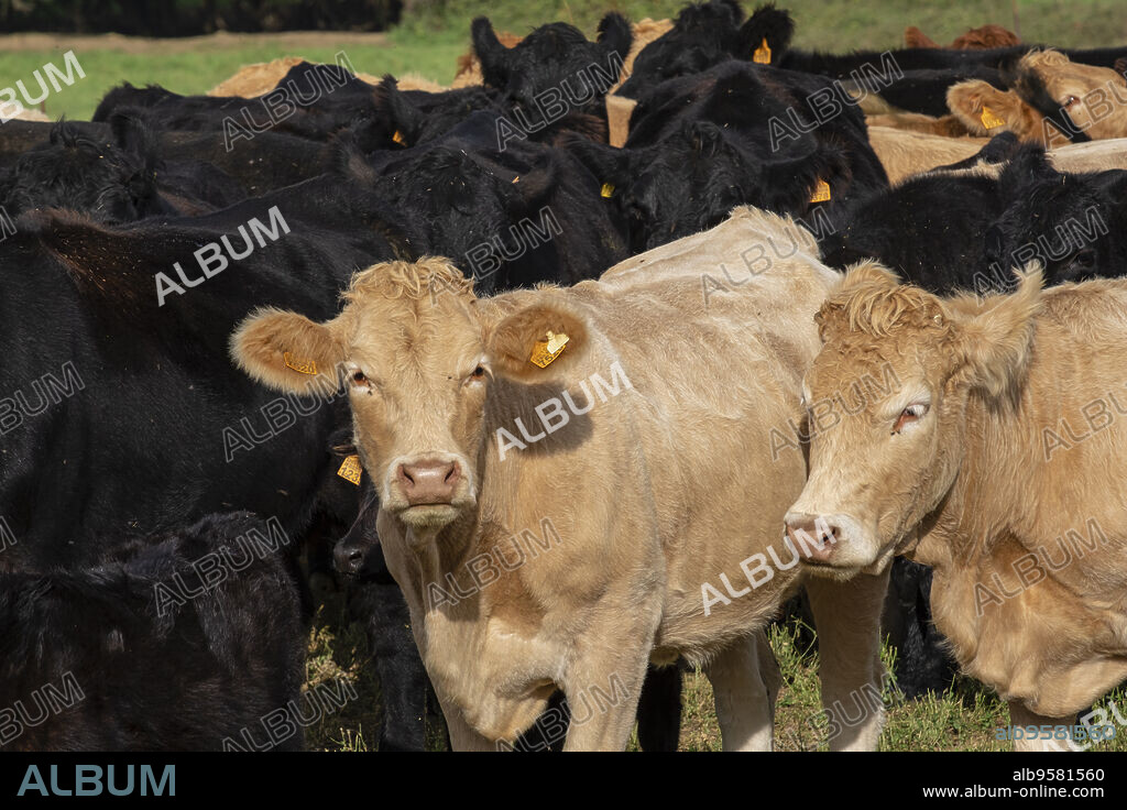 vacas en celo, Bernedo, Alava, Pais Vasco, Spain.