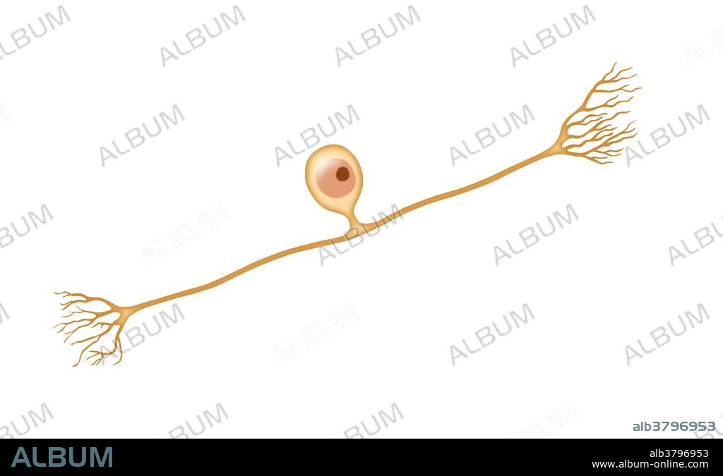 Illustration of a pseudounipolar Neuron. This is a sensory neuron in the peripheral nervous system. The neuron contains a long dendrite (distal process ) and a short axon (proximal process) that connects to the spinal cord.