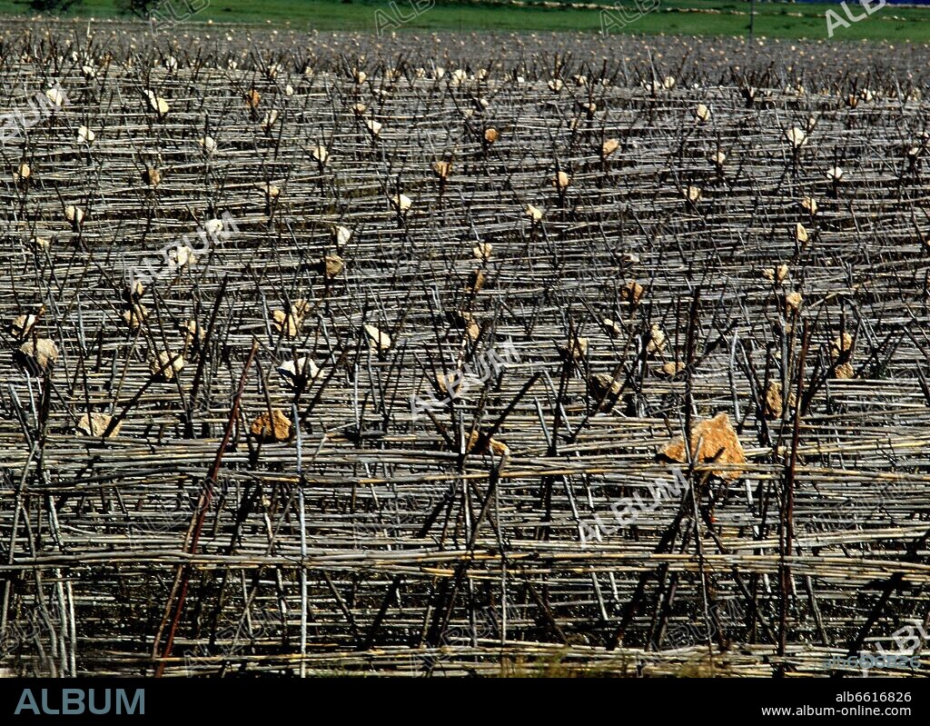 CAÑAS QUE FORMAN ESTRUCTURAS PARA LA SUJECION DE LAS TOMATERAS.
