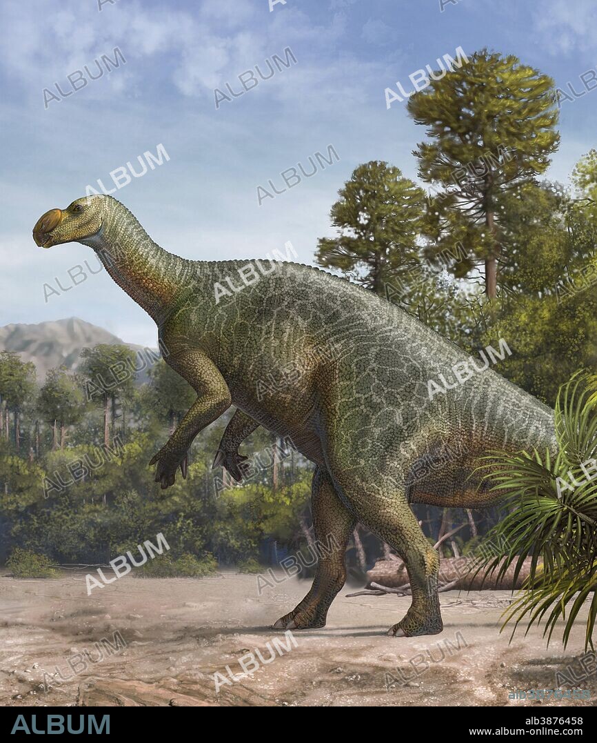 Muttaburrasaurus langdoni in a prehistoric environment during the Early Cretaceous Period.