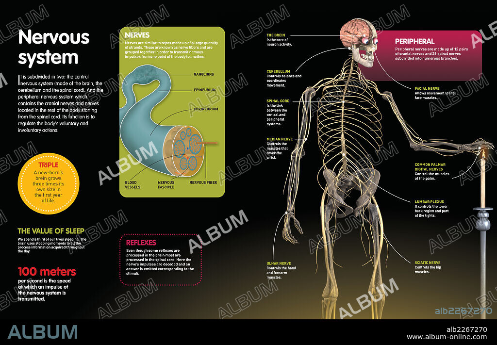 SISTEMA NERVIOSO. Infografía que describe el sistema nervioso central y periférico, encargados de comunicar los órganos de los sentidos con el cerebro, y la estructura interna de un nervio.