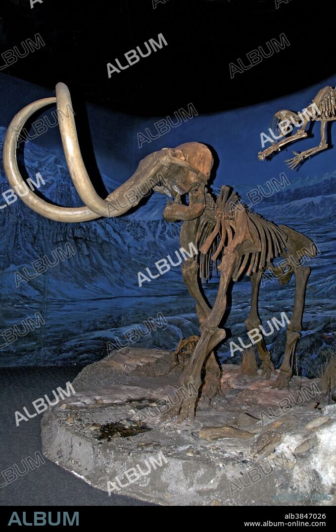 Woolly mammoth (Mammuthus primigenius), also called the tundra mammoth, is an extinct species of mammoth. This animal is known from bones and frozen carcasses from northern North America and northern Eurasia, with the best preserved carcasses found in Siberia. This mammoth species was first recorded in deposits of the second to last glaciation in Eurasia, possibly 150,000 years ago. Woolly mammoths disappeared from most of their range at the end of the Pleistocene Epoch. Note the sabre-toothed cat, leaping from above. Royal Tyrrell Museum, Drumheller, Alberta, Canada.