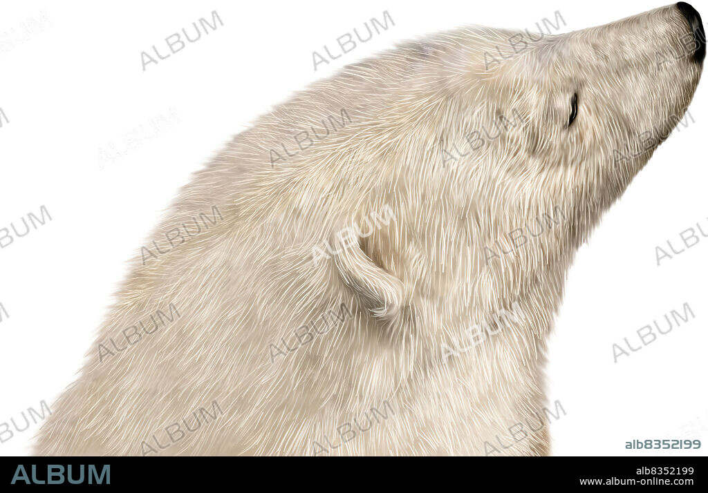 Carnivorous mammal of arctic regions; a good swimmer, it feeds mainly on seals and fish, and is the largest carnivorous land mammal.