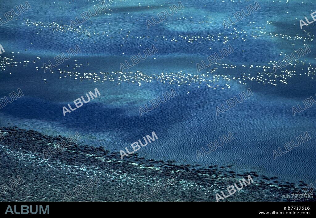 AEREA DE UN LAGO CON AVES ZANCUDAS VOLANDO.
