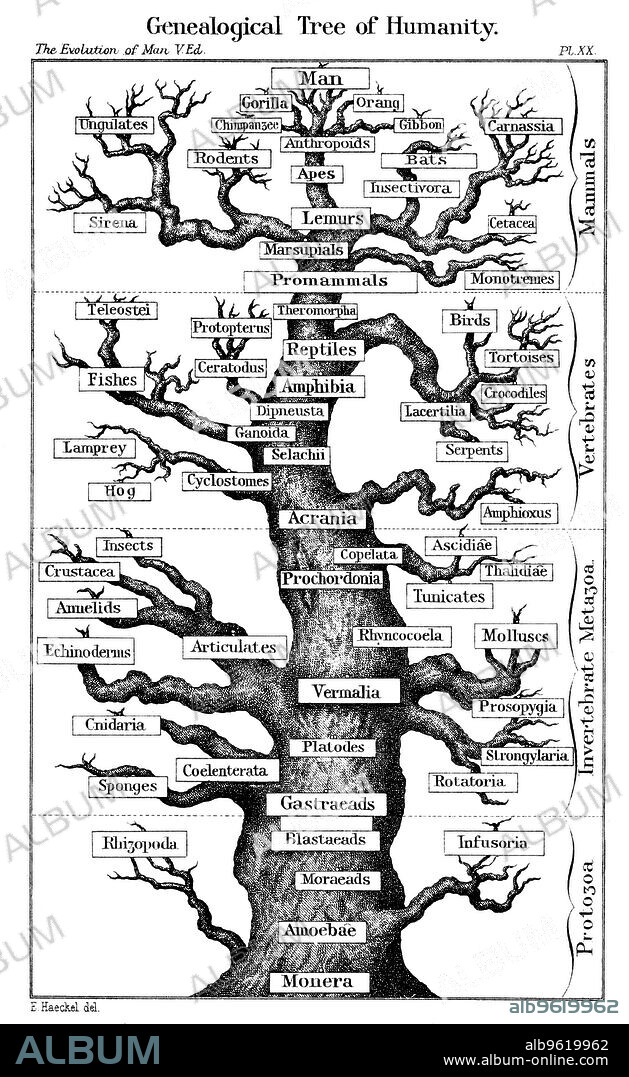 Haeckel's scheme of evolution displayed in the form of a tree, 1910. From Ernst Haeckel The Evolution of Man fifth edition, London, 1910.