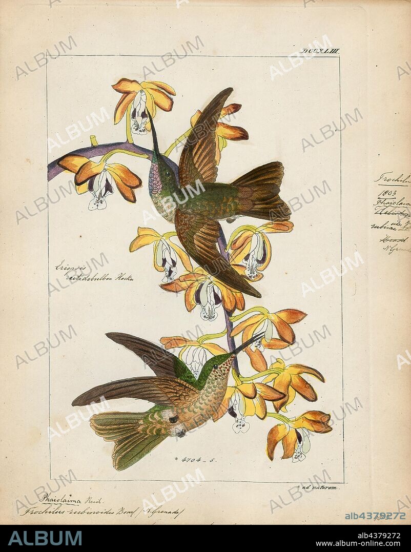 Trochilus rubinoides, Print, Streamertail, The streamertails are hummingbirds in the genus Trochilus that is endemic to Jamaica. It is the type genus of the Trochilidae family. Today most authorities consider the two taxa in this genus as separate species, but some (e.g. AOU) continue to treat them as conspecific, in which case scitulus is a subspecies of T. polytmus. A wide range of common names apply to this combined species, including green-and-black streamertail, Jamaican streamertail or simply streamertail. The name streamertail is a reference to the greatly elongated rectrices of the males., 1820-1860.