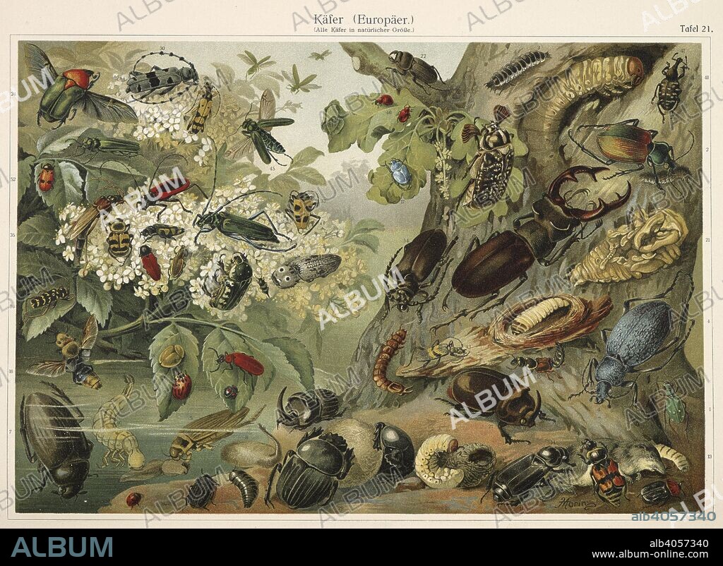 ERNST HAECKEL. KÃ¤fer (beetle.) Beetles, ladybirds, centipedes and caterpillars. Kunstformen der Natur / Ernst Heinrich Philipp August Haeckel. Leipzig : Bibliographisches Inst., 1914 ; Wien. Source: Wf1/1811 plate 21.