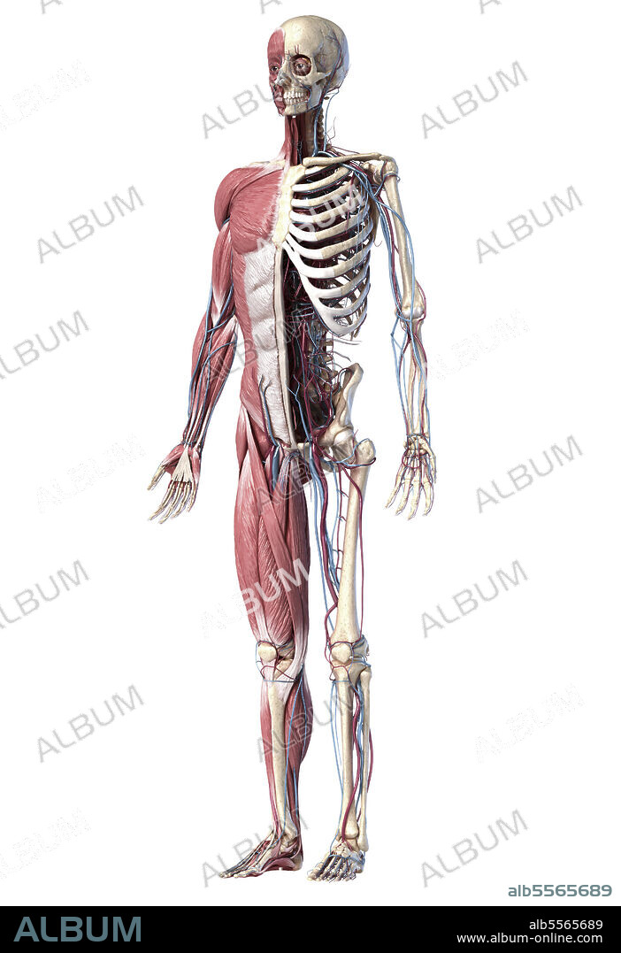 3D illustration of human body skeletal, muscular and cardiovascular systems. Perspective view from the front on white background.