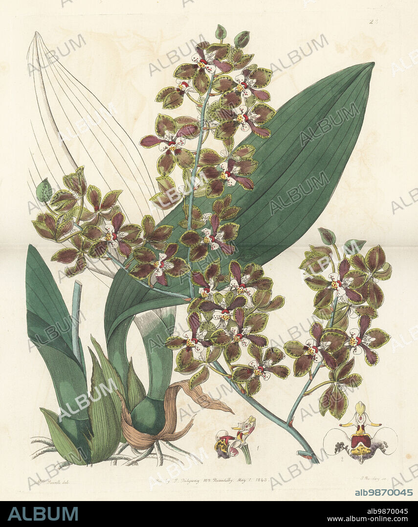 Trichocentrum microchilum orchid. Native from Mexico to El Salvador. Introduced to England by George Ure Skinner from Guatemala. Small-lipped oncidium, Oncidium microchilum. Handcoloured copperplate engraving by George Barclay after a botanical illustration by Sarah Drake from Edwards Botanical Register, continued by John Lindley, published by James Ridgway, London, 1843.