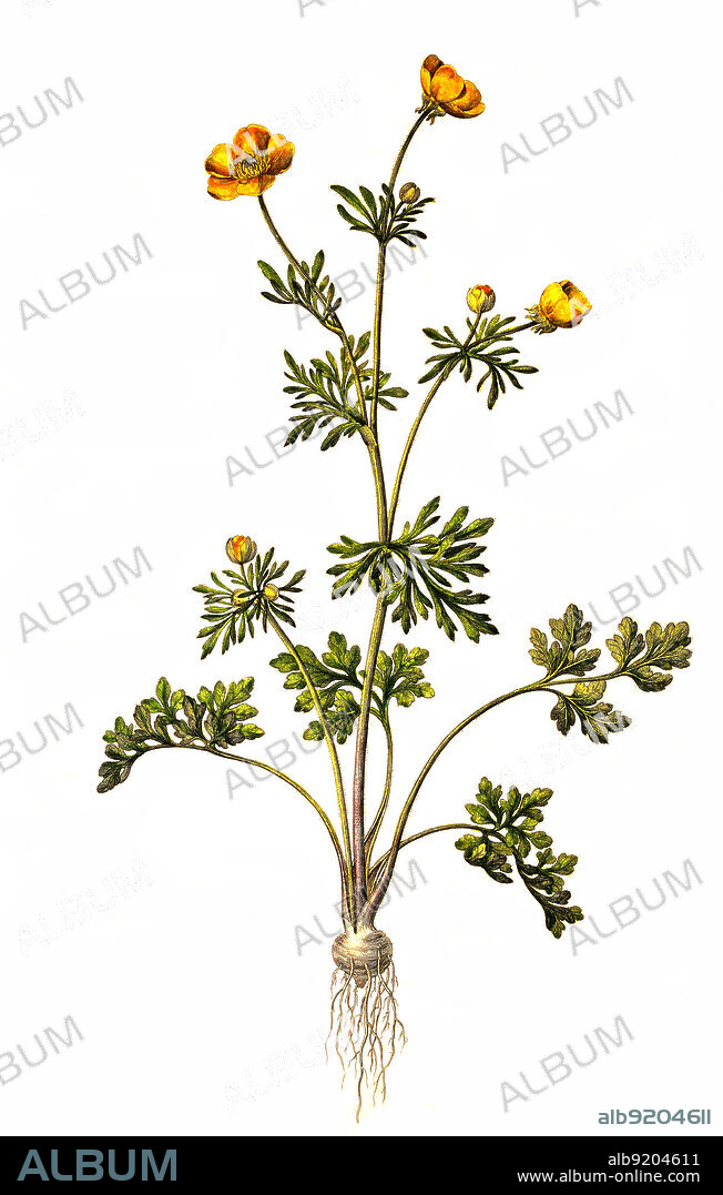 Knollige Hahnenfuß, Ranunculus bulbosus, ist eine Pflanzenart aus der Gattung Hahnenfuß (Ranunculus) innerhalb der Familie der Hahnenfußgewächse, Ranunculaceae / Ranunculus bulbosus, commonly known as bulbous buttercup or St. Anthony's turnip.